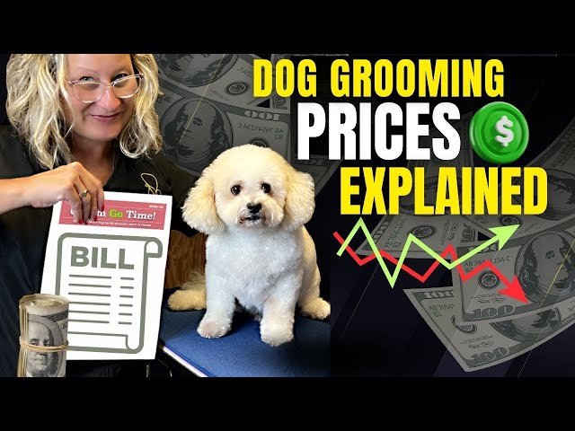 Professional groomer trimming and grooming a dog in a pet salon